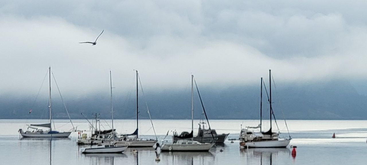 Calm waters Seagull Flaying Soar High Tide Calm Waters Sea Ocean Bay Of Water Nautical Vessel Sea Water Harbor Fog Sailboat Sky Landscape Ship Overcast Sailing Ship Atmospheric Mood