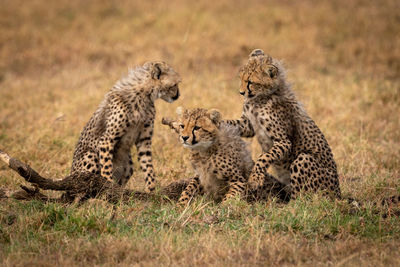 Cheetah cubs on grass