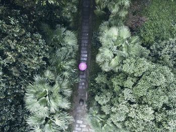 High angle view of cactus plant