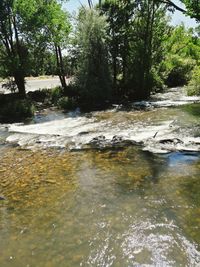 River amidst trees