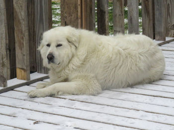 White dog resting on snow