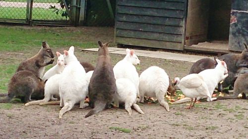 Sheep grazing on field