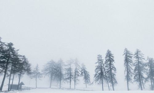 Foggy winterday