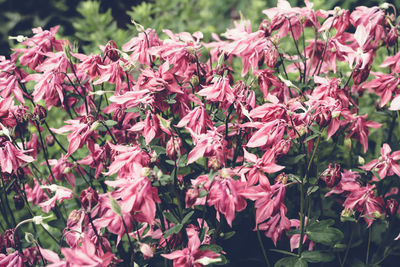 Close-up of pink flowering plants