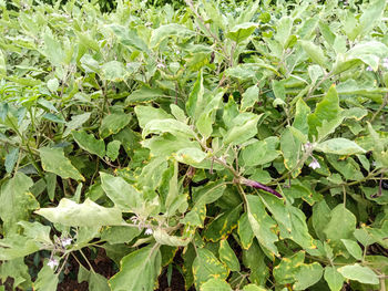 Full frame shot of fresh green leaves on field