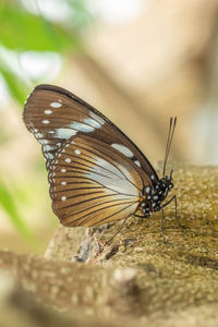 Close-up of butterfly