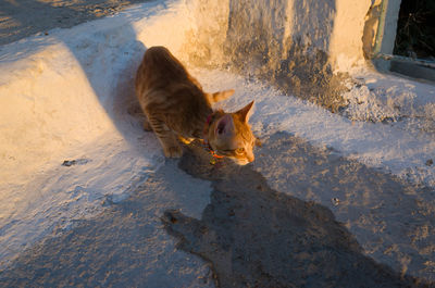 High angle view of cat