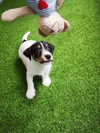 High angle view of dog on green grass