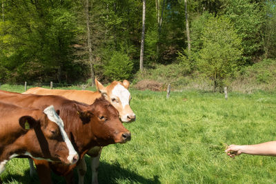 Cow standing on grass