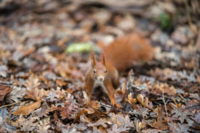Close-up of dry leaves on field