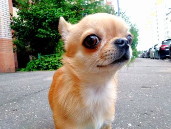 Close-up of dog looking away on street