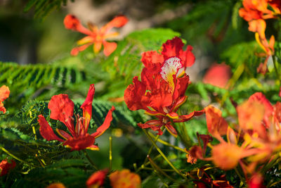 Close-up of red flowering plants