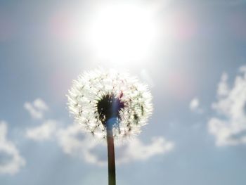 Close-up of flower against sky