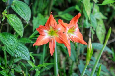 Close-up of red flower