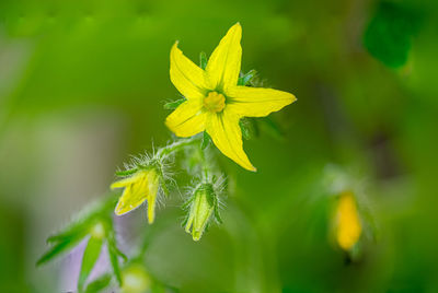 Close-up of yellow flowering tomato plant