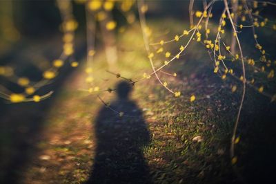 Close-up of spider on web