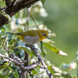 Close-up of bird perching on tree