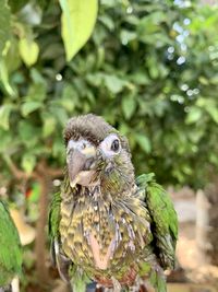 Close-up portrait of owl perching on plant