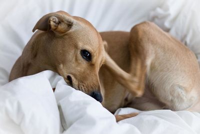 Close-up of dog resting on bed