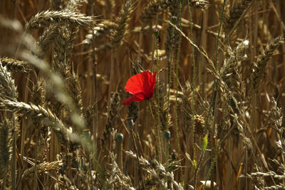 Close-up of red poppy flowers on field