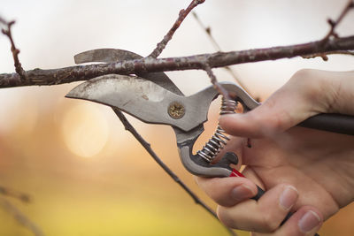 Close-up of hand cutting branch