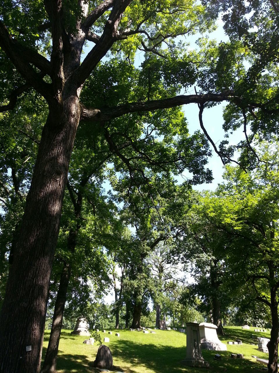 tree, tree trunk, branch, green color, growth, building exterior, built structure, architecture, grass, park - man made space, nature, day, shadow, sunlight, park, outdoors, lawn, tranquility, sky, no people