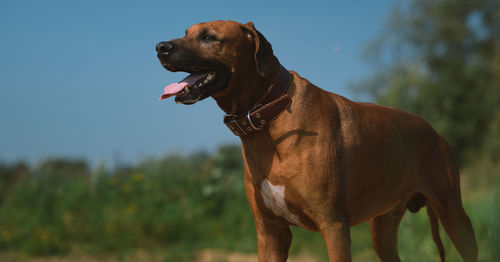 Dog looking away