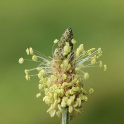 Close-up of flower buds