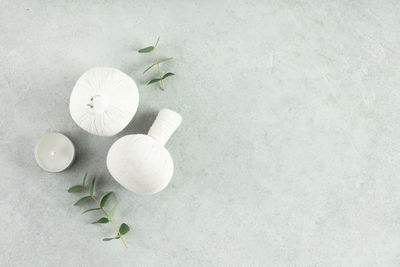 High angle view of plant on table