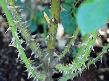 Close-up of plant