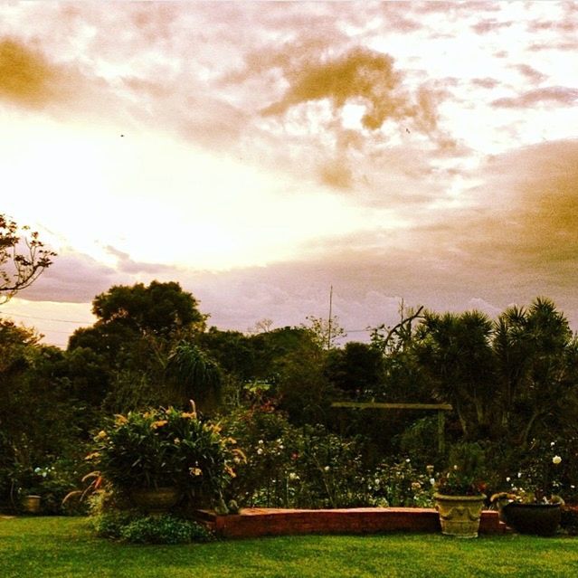 TREES ON GRASSY FIELD AGAINST CLOUDY SKY