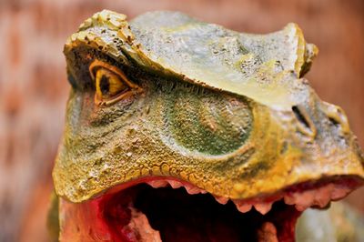 Close-up of a lizard