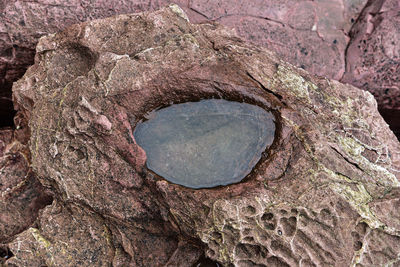 Full frame shot of tree trunk