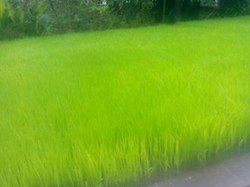 Scenic view of rice field