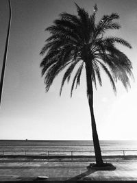 Palm trees on beach against clear sky