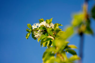 Low angle view of flowering plant against blue sky