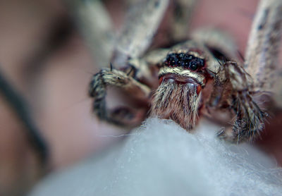 Close-up of spider