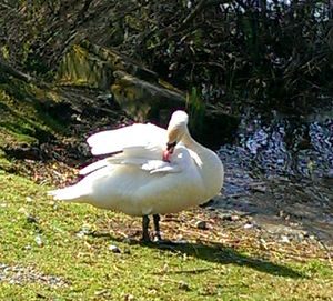 Duck on a lake