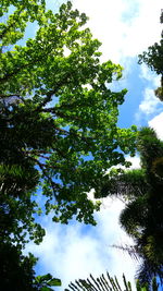 Low angle view of trees against sky