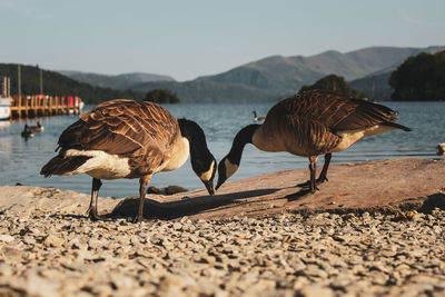 Flock of birds on beach