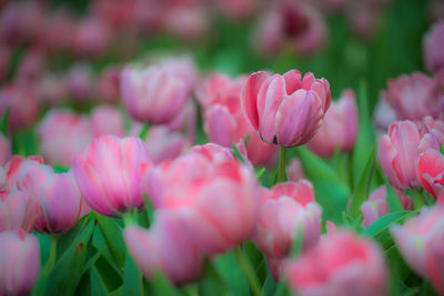 Close-up of pink tulips on field