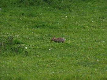 View of a bird on field