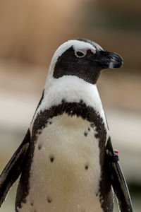 Close-up of bird