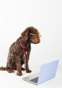 Close-up of dog against white background