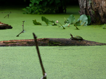 View of a turtle in a swamp