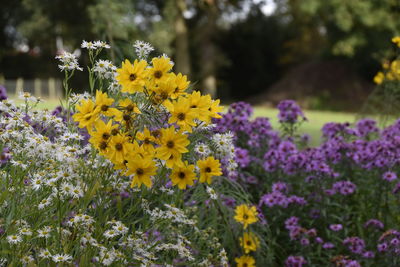 Close-up of yellow flowers blooming in garden