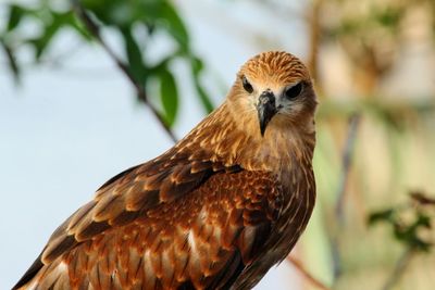 Close-up of bird perching outdoors