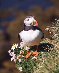 Close-up of bird perching on flower