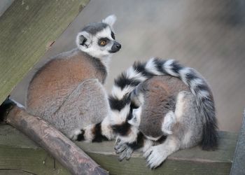 High angle view of cats sitting in zoo