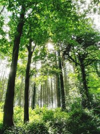 Trees in forest